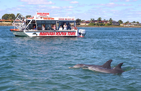 Dolphin Cruise